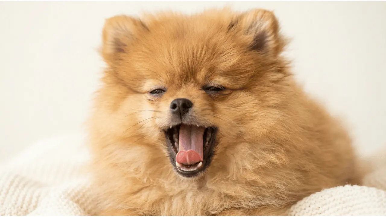 Why does my dog have bad breath