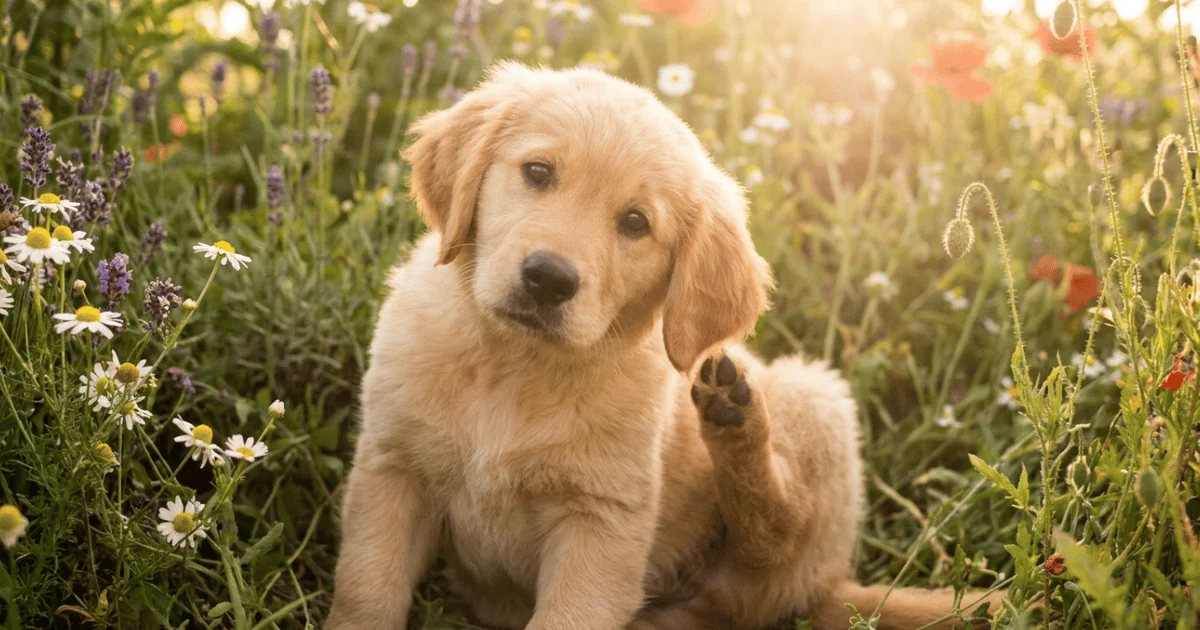Dog scratching outdoors due to seasonal allergies